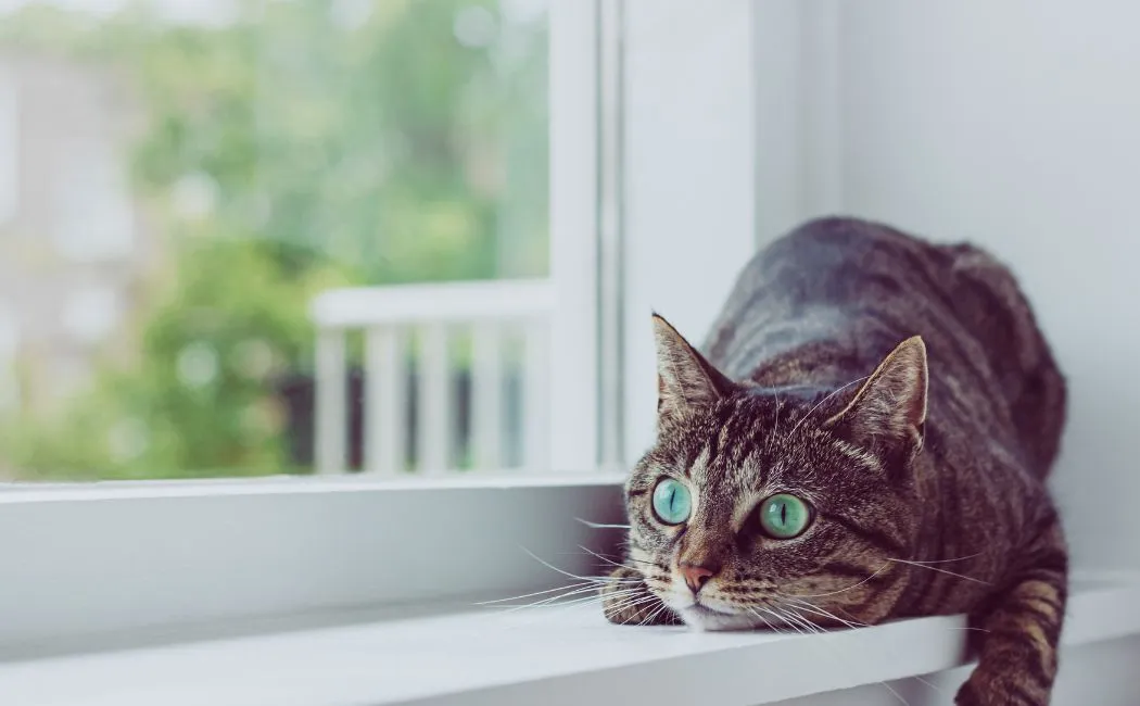 Siatka na okno dla kota - podstawy i korzyści z zabezpieczenia