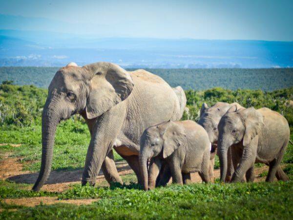 Zmiany klimatyczne i wpływ na populację słoni afrykańskich