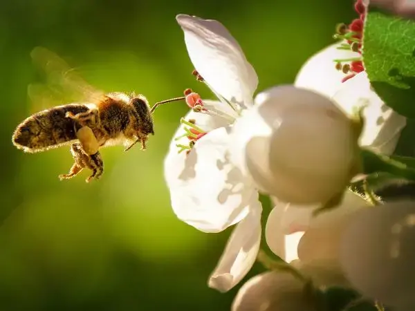 Pestycydy i pszczoły: zagrożenie dla zapylania
